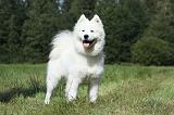 SAMOYEDE 032